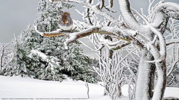 Impossible Image : l'écureuil
